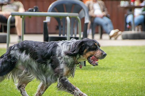 Hundewiese Eickhorst