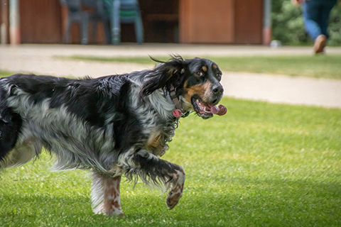 Hundewiese Eickhorst