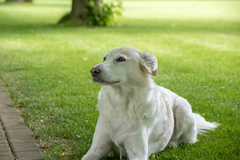 Hundewiese Eickhorst