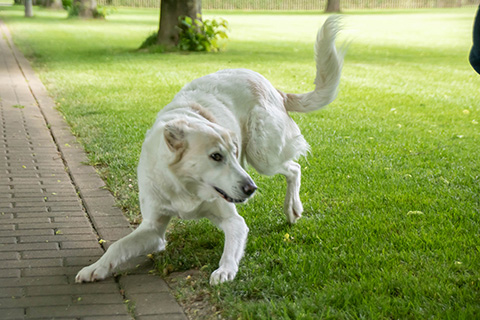 Hundewiese Eickhorst