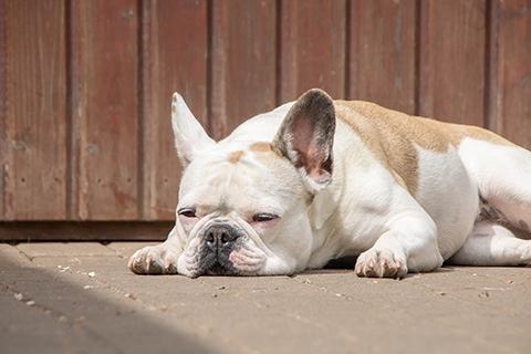 Hundewiese Eickhorst