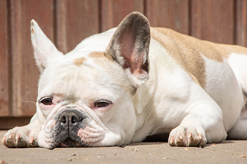 Hundewiese Eickhorst