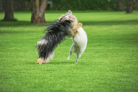 Hundewiese Eickhorst
