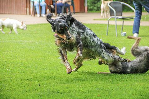 Hundewiese Eickhorst