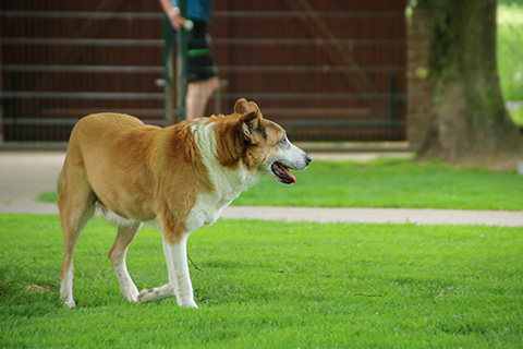 Hundewiese Eickhorst