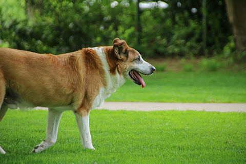 Hundewiese Eickhorst