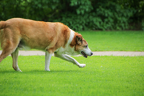 Hundewiese Eickhorst