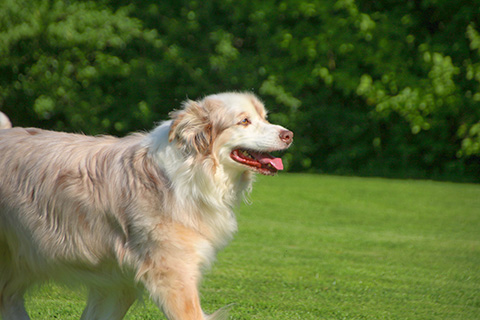 Hundewiese Eickhorst