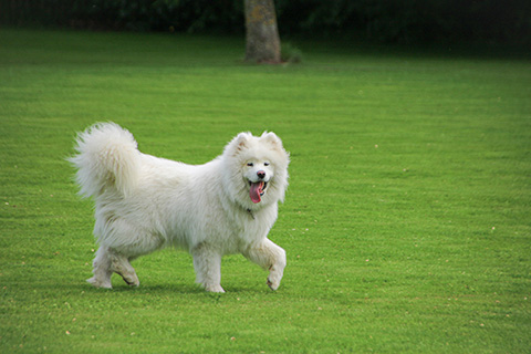 Hundewiese Eickhorst