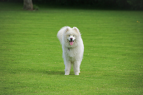 Hundewiese Eickhorst