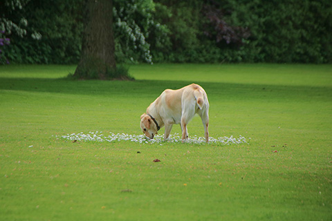 Hundewiese Eickhorst