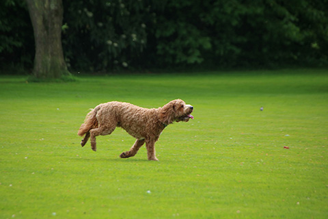 Hundewiese Eickhorst