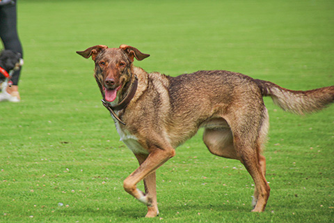 Hundewiese Eickhorst