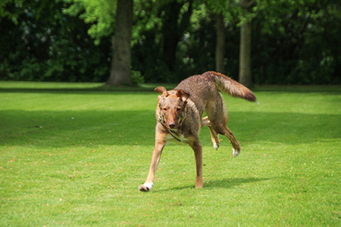 Hundewiese Eickhorst