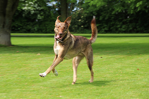 Hundewiese Eickhorst