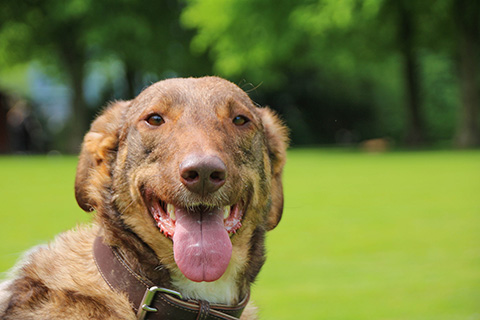 Hundewiese Eickhorst