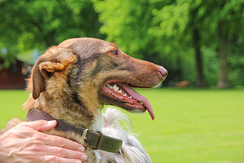 Hundewiese Eickhorst