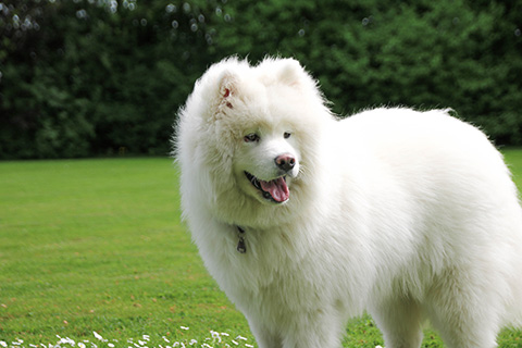 Hundewiese Eickhorst