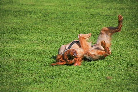 Hundewiese Eickhorst