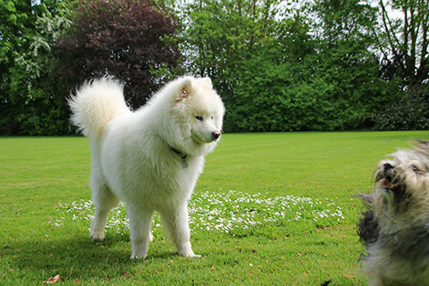 Hundewiese Eickhorst