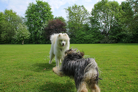 Hundewiese Eickhorst