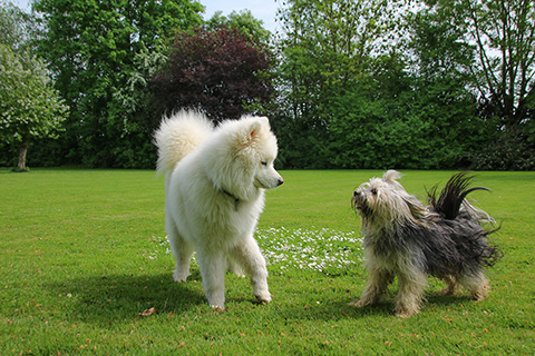 Hundewiese Eickhorst
