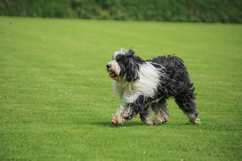 Hundewiese Eickhorst