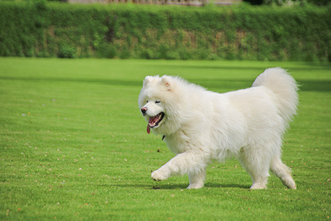 Hundewiese Eickhorst