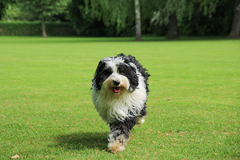 Hundewiese Eickhorst