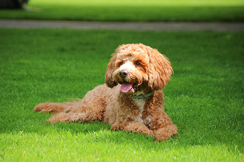 Hundewiese Eickhorst