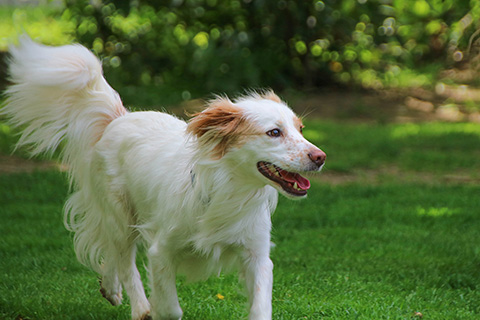 Hundewiese Eickhorst