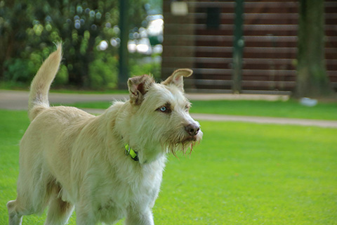 Hundewiese Eickhorst