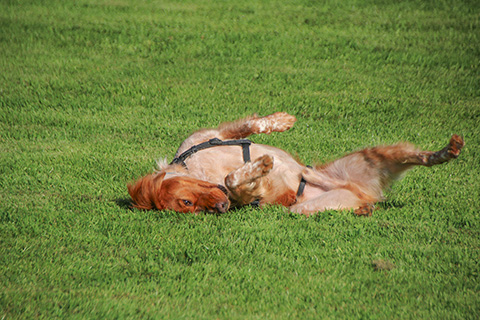 Hundewiese Eickhorst