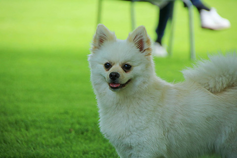 Hundewiese Eickhorst