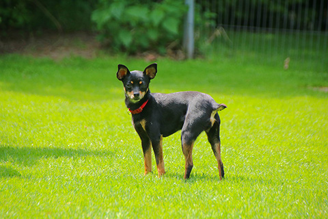 Hundewiese Eickhorst