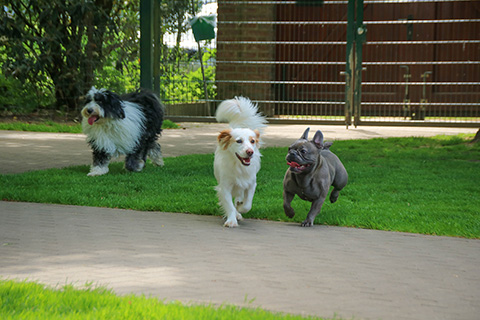Hundewiese Eickhorst