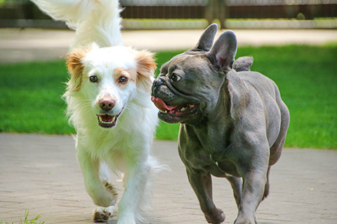 Hundewiese Eickhorst