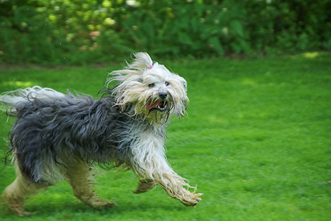 Hundewiese Eickhorst