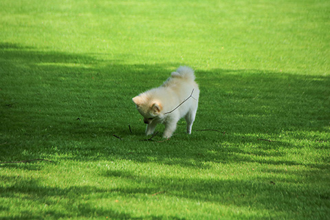 Hundewiese Eickhorst