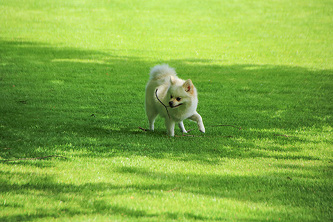 Hundewiese Eickhorst
