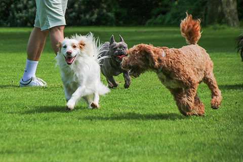 Hundewiese Eickhorst