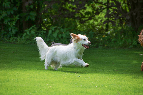 Hundewiese Eickhorst