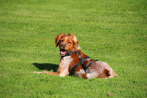 Hundewiese Eickhorst