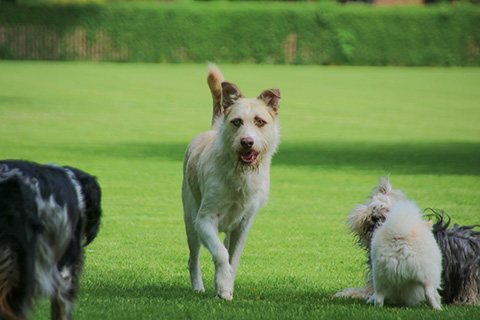 Hundewiese Eickhorst