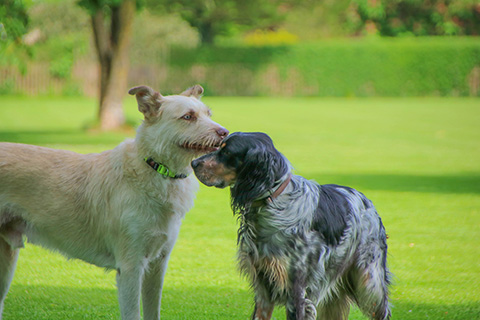 Hundewiese Eickhorst