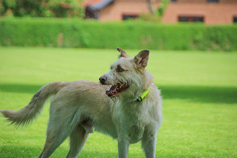 Hundewiese Eickhorst