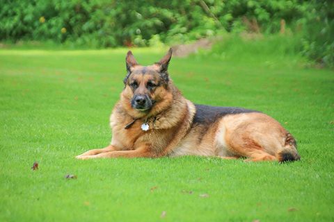 Hundewiese Eickhorst