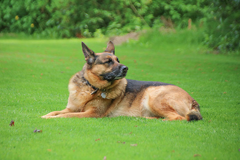 Hundewiese Eickhorst