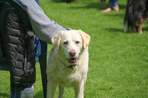 Hundewiese Eickhorst