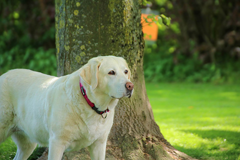Hundewiese Eickhorst